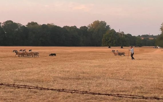 Sheepdog trials - from Helen Crane for social media use.jpg